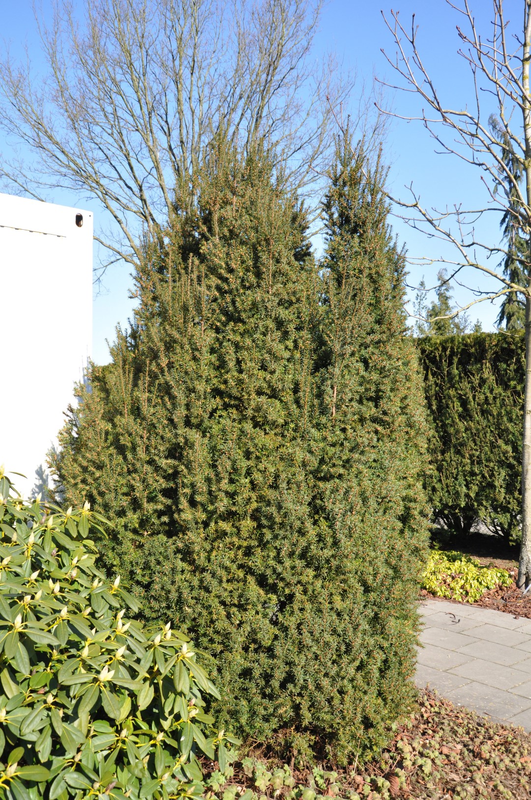 taxus