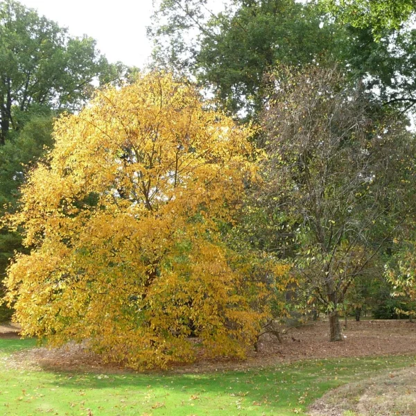 Betula alleghaniensis – Yellow birch