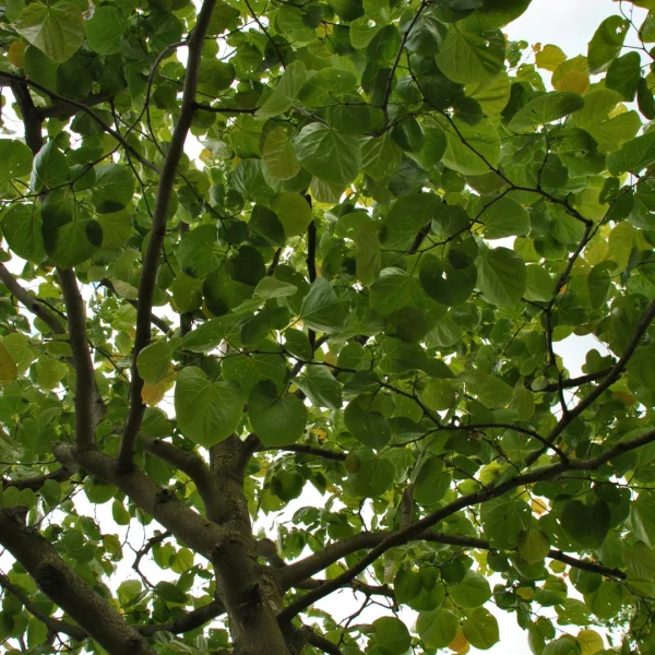 Cercis gigantea – Giant redbud