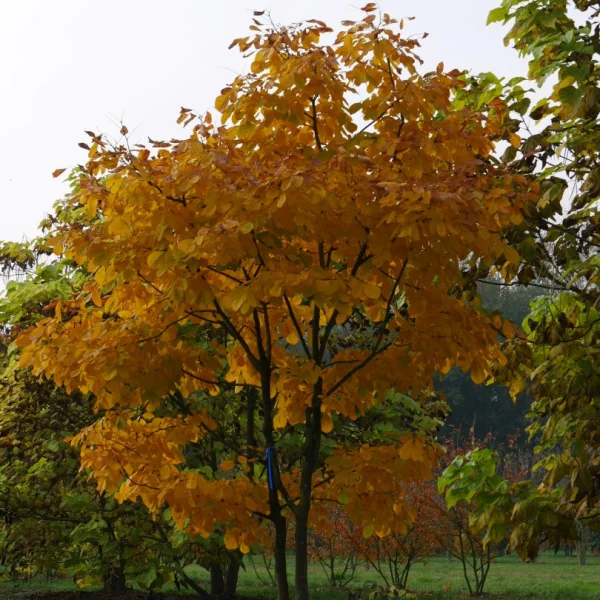 Cladrastis kentukea – Yellowwood