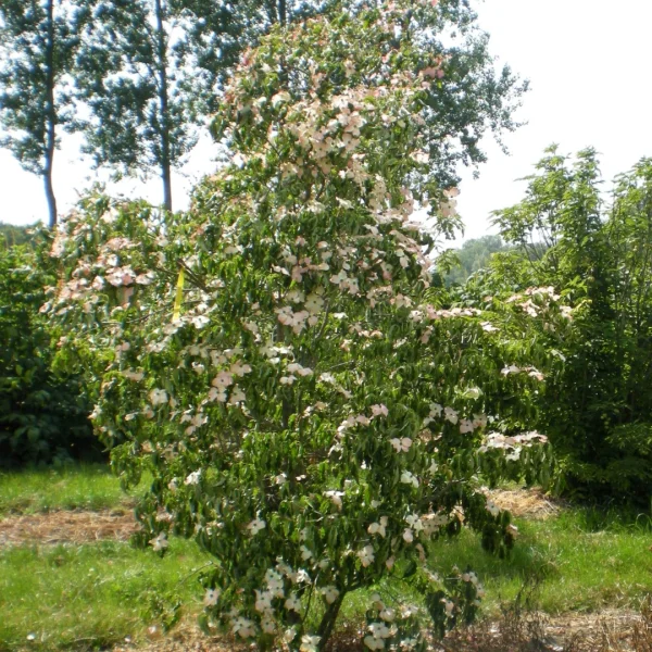 Cornus kousa 'Julian' – Cornus kousa 'Julian'
