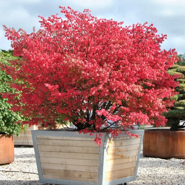 Euonymus alatus – Winged spindle