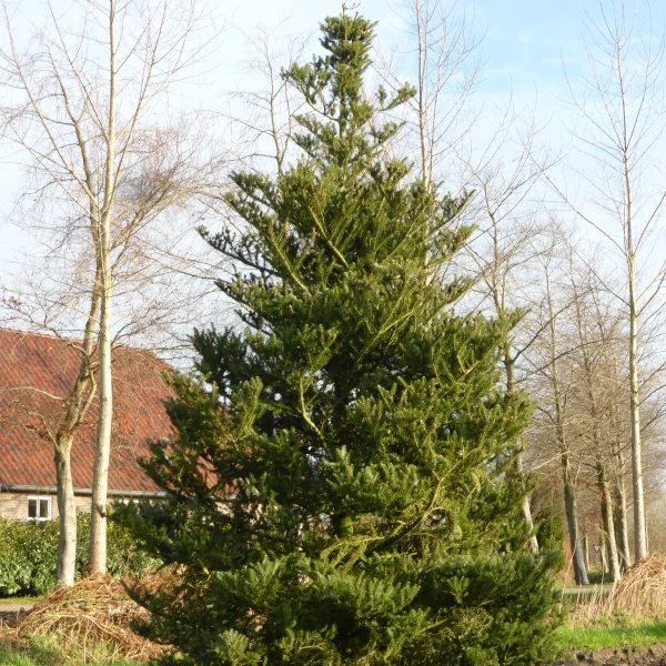 Abies koreana – Korean fir