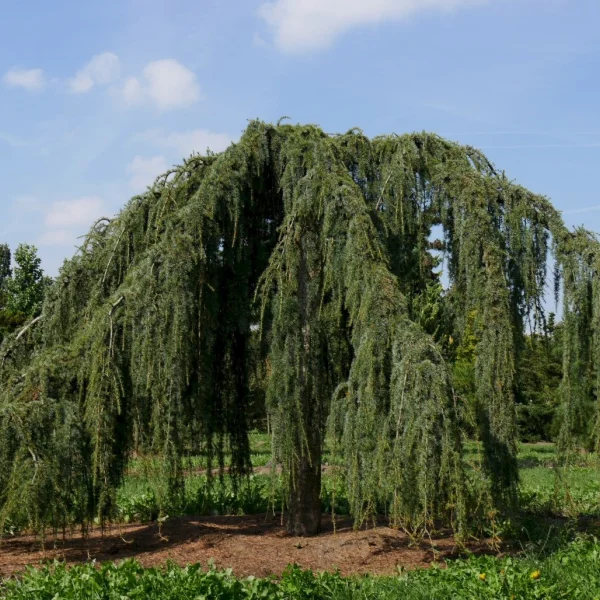 Cedrus libani 'Glauca Pendula' – Cedrus libani 'Glauca Pendula'