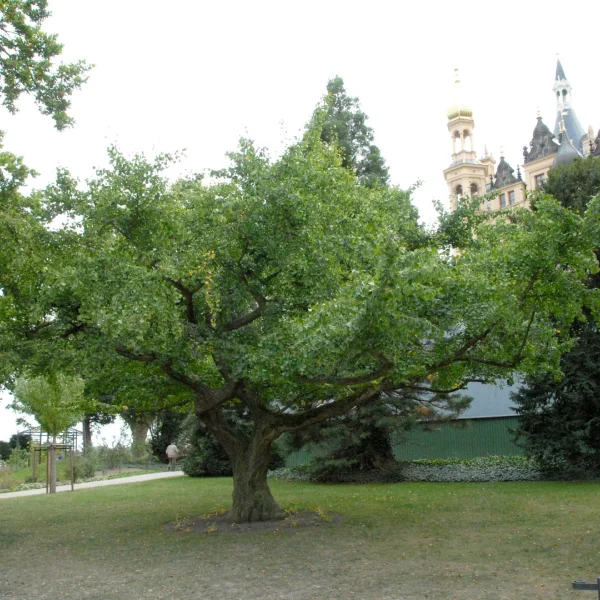 Ginkgo biloba 'Horizontalis' – Ginkgo biloba 'Horizontalis'