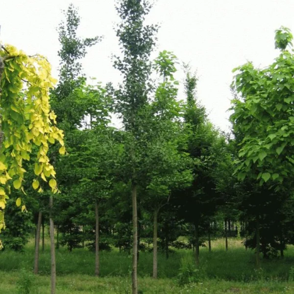 Ginkgo biloba 'Mascia' – Ginkgo biloba 'Mascia'