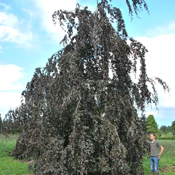 Fagus sylvatica 'Black Swan' – Fagus sylvatica 'Black Swan'