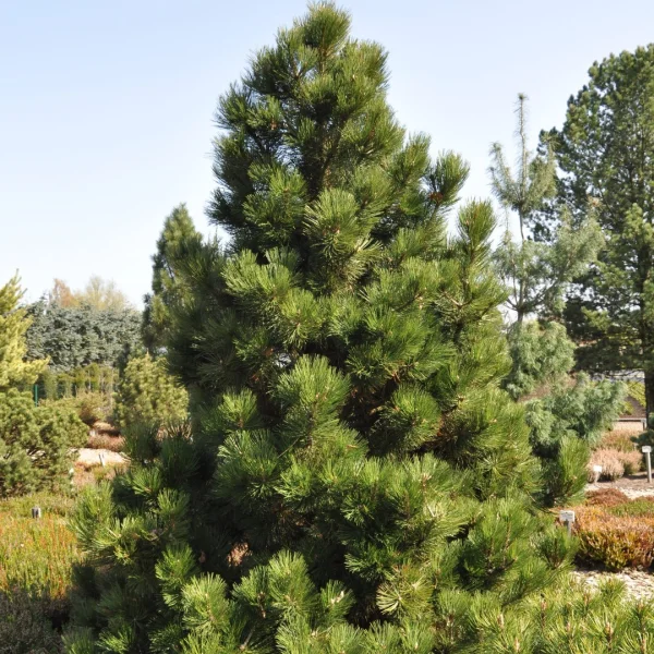 Pinus heldreichii 'Malinki' – Pinus heldreichii 'Malinki'