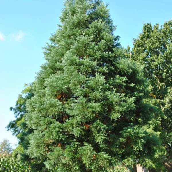 Sequoiadendron giganteum 'Glaucum' – Sequoiadendron giganteum 'Glaucum'