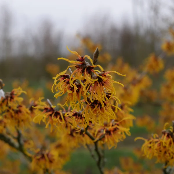 Hamamelis ×intermedia 'Orange Beauty' – Hamamelis ×intermedia 'Orange Beauty'