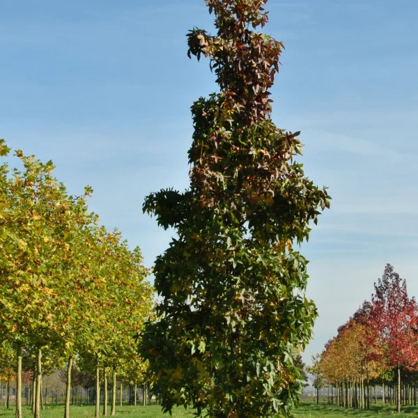 Liquidambar styraciflua 'Slender Silhouette' – Liquidambar styraciflua 'Slender Silhouette'