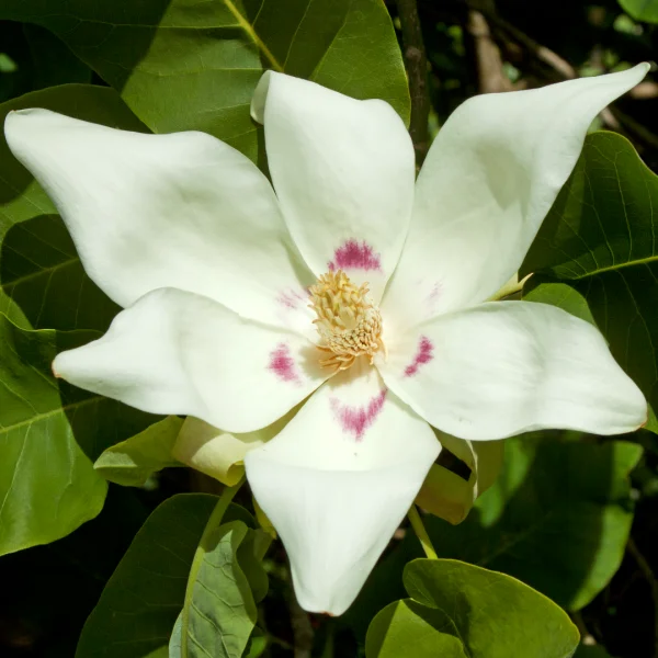 Magnolia denudata – Yulan