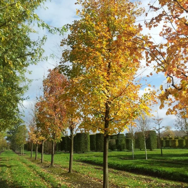 Acer saccharinum – Silver maple