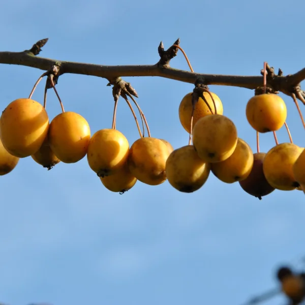 Malus 'Golden Hornet' – Malus 'Golden Hornet'