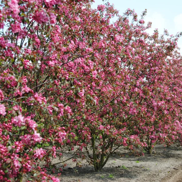 Malus 'Mokum' – Malus 'Mokum'