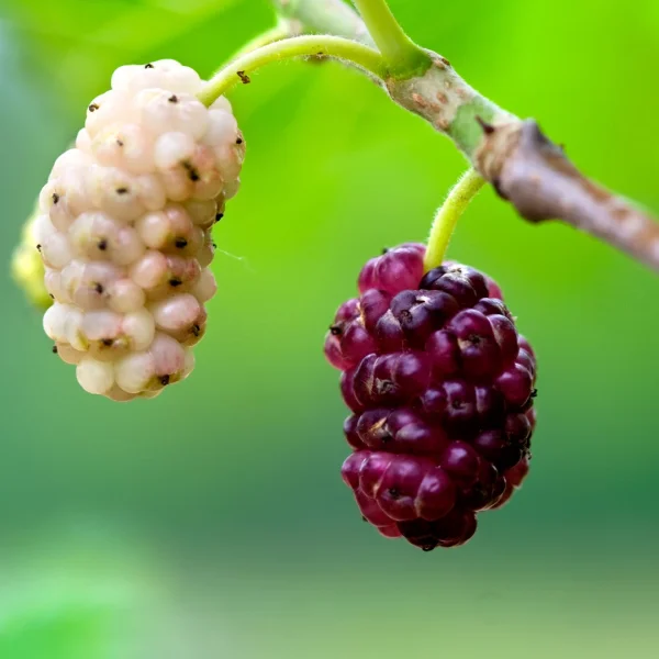 Morus alba – White mulberry