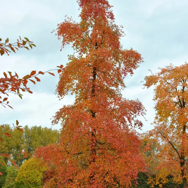 Nyssa sylvatica – Black tupelo, Black gum