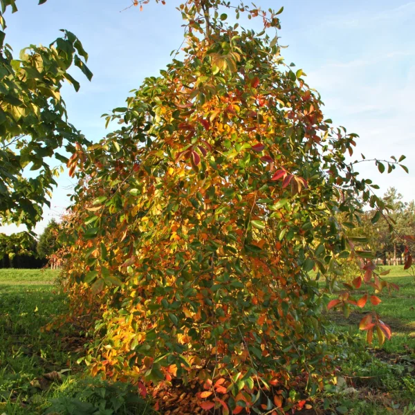 Nyssa sylvatica 'Autumn Cascades' – Nyssa sylvatica 'Autumn Cascades'
