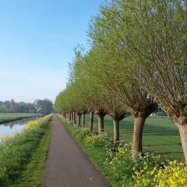 Salix alba – White willow