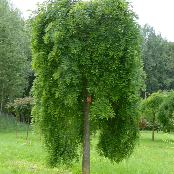 Styphnolobium japonicum 'Pendula' – Styphnolobium japonicum 'Pendula'