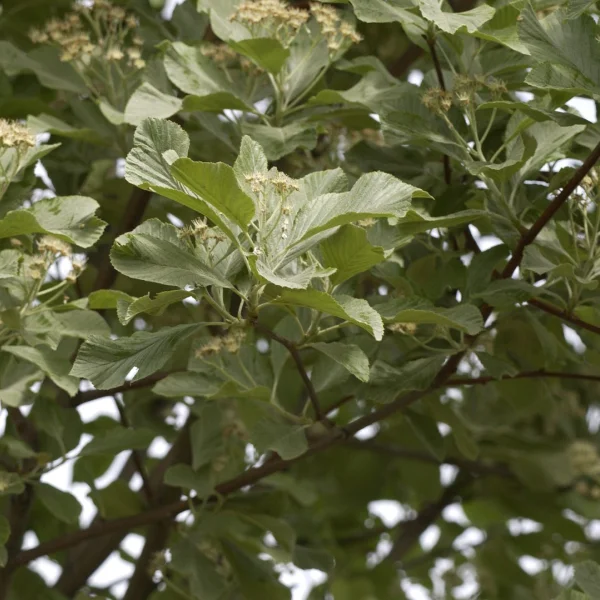 Sorbus aria 'Lutescens' – Sorbus aria 'Lutescens'