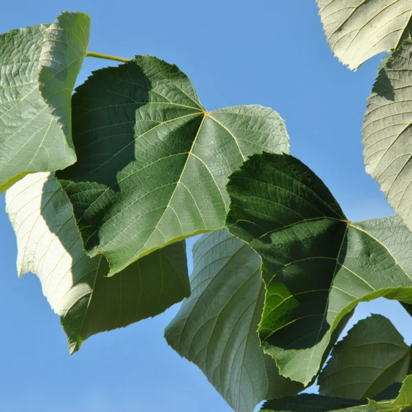 Tilia heterophylla 'Prestige' – Tilia heterophylla 'Prestige'