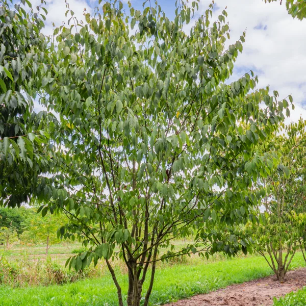 Acer carpinifolium &ndash; Hornbeam maple