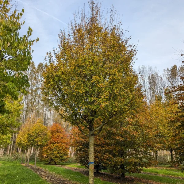 Acer campestre 'Elsrijk' &ndash; Acer campestre 'Elsrijk'