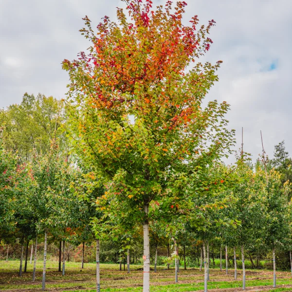 Acer ×freemanii AUTUMN BLAZE ('Jeffersred') &ndash; Acer ×freemanii AUTUMN BLAZE ('Jeffersred')