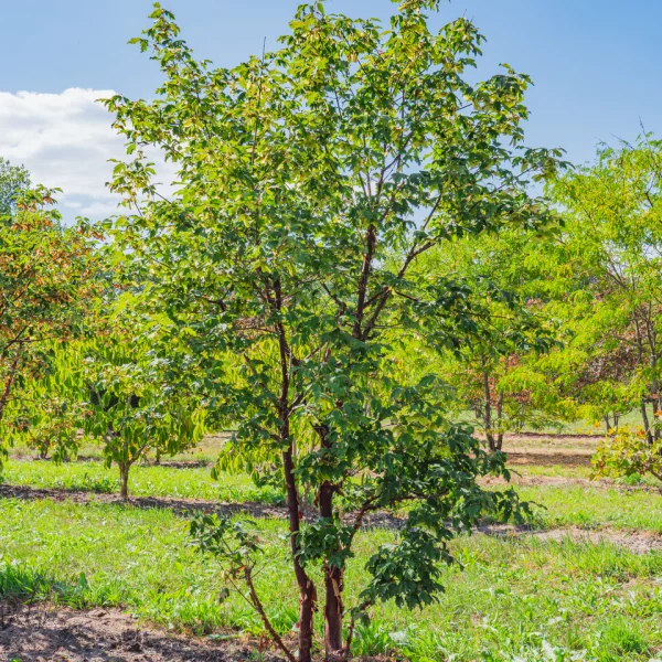 Acer griseum &ndash; Paperbark maple