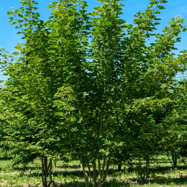 Acer rufinerve &ndash; Grey budded snake-bark maple, Honshu maple