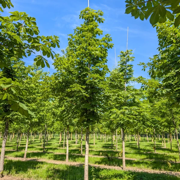 Aesculus hippocastanum TREEVOLUTION ‘Cyrilles Clean’ PBR