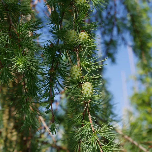 Larix kaempferi 'Pendula Boomaerts' – Larix kaempferi 'Pendula Boomaerts'