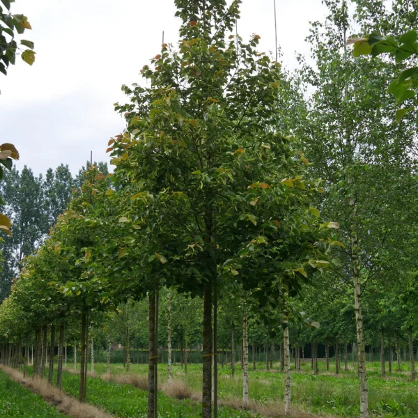 Tilia henryana – Tilia henryana