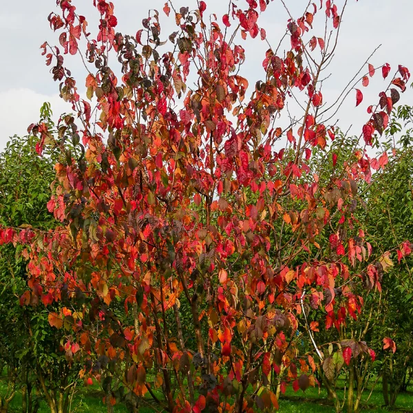 Prunus sargentii 'Charles Sargent' – Prunus sargentii 'Charles Sargent'