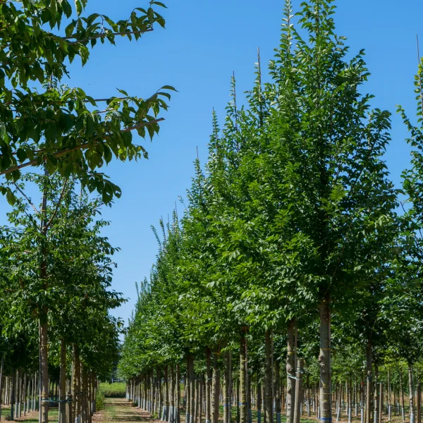 Ulmus VADA ('Wanoux') – Ulmus VADA ('Wanoux')