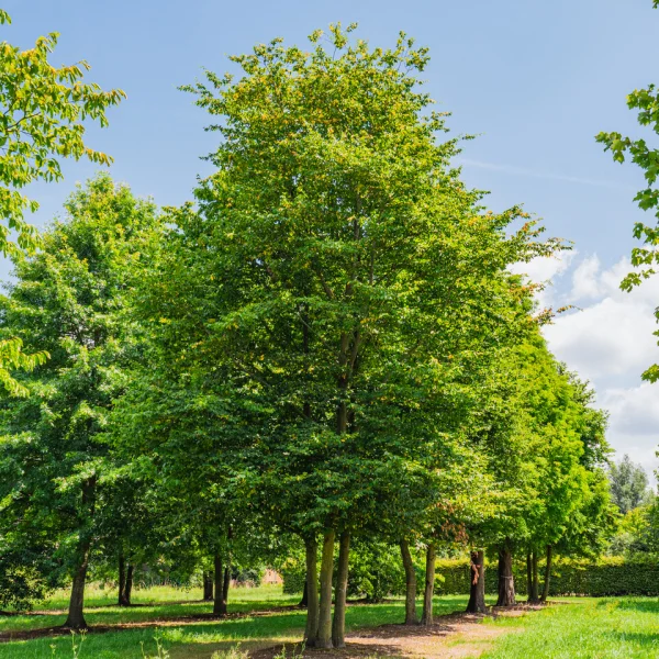 Carpinus betulus – Hornbeam, Common hornbeam