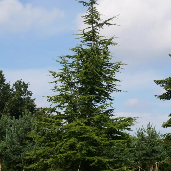 Cedrus libani subsp. atlantica &ndash; Atlas cedar