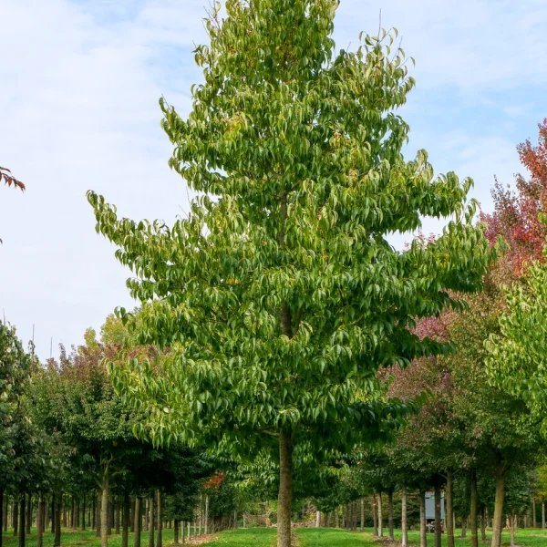 Eucommia ulmoides &ndash; Hardy rubber tree, Guttapercha tree