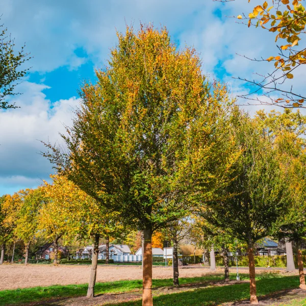 Fagus sylvatica 'Rotundifolia' – Fagus sylvatica 'Rotundifolia'