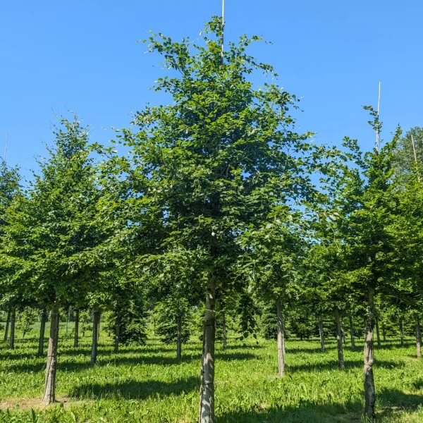 Fagus sylvatica &ndash; Common beech, European beech