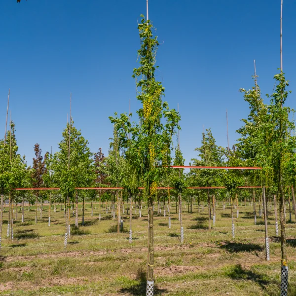 Laburnum ×watereri 'Vossii' &ndash; Laburnum ×watereri 'Vossii'
