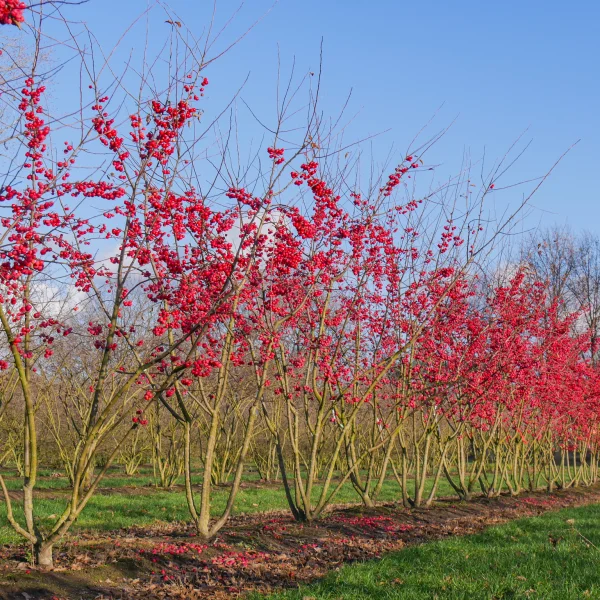 Malus 'Red Sentinel' &ndash; Flowering Crab