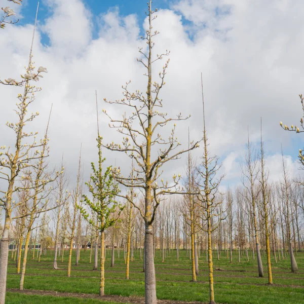 Magnolia denudata YELLOW RIVER ('Fei Huang') &ndash; Magnolia denudata YELLOW RIVER ('Fei Huang')