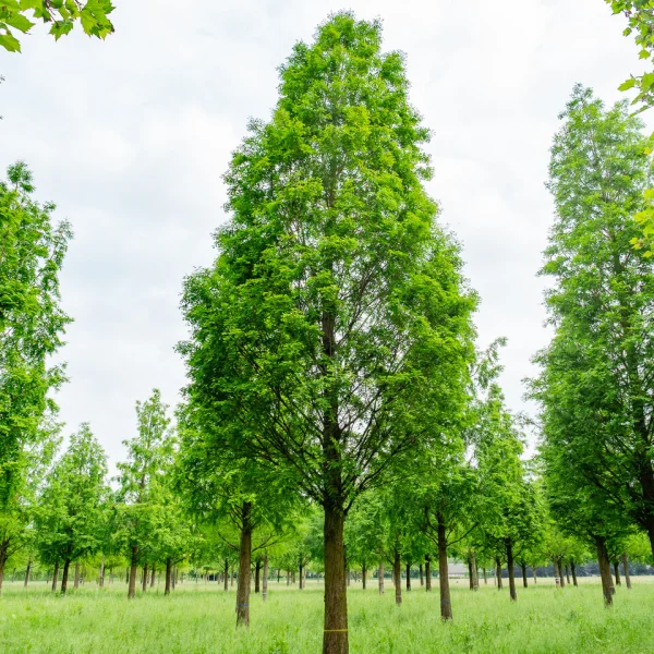 Metasequoia glyptostroboides – Dawn redwood