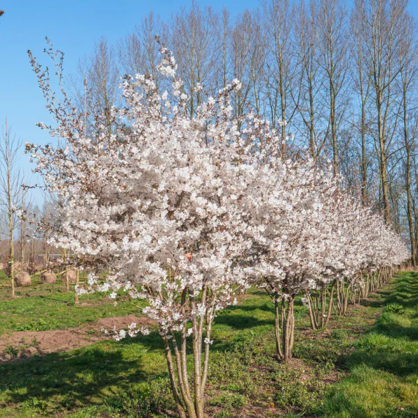 Prunus 'The Bride' – Prunus 'The Bride'