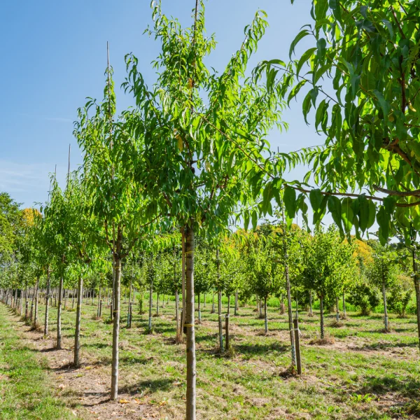 Prunus dulcis &ndash; Prunus dulcis