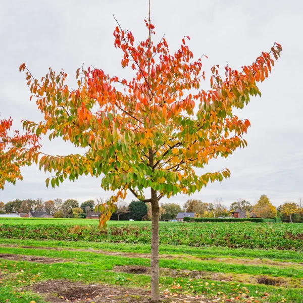 Prunus serrulata 'Taihaku' &ndash; Prunus serrulata 'Taihaku'