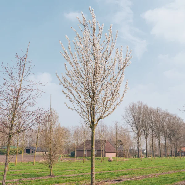 Prunus 'Umineko' &ndash; Prunus 'Umineko'
