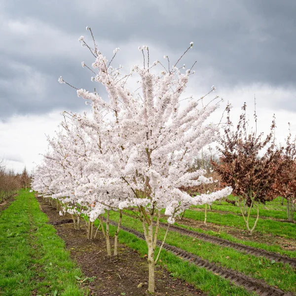 Prunus ×yedoensis – Paperback cherry, Tibetan cherry